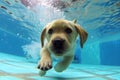 Underwater funny photo of golden labrador retriever puppy in swimming pool. Generative AI