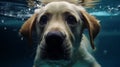 Underwater funny photo of golden labrador retriever puppy in swimming pool play with fun Royalty Free Stock Photo