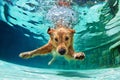 Dog diving underwater in swimming pool. Royalty Free Stock Photo