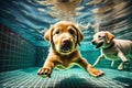 Underwater funny photo of golden labrador retriever puppy in swimming pool play with fun - jumping, diving deep down. Royalty Free Stock Photo