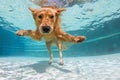 Underwater funny photo of golden labrador retriever in swimming pool