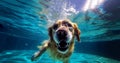 Underwater funny photo of happy dog swimming in public pool play with fun jumping, diving deep down. Actions, training Royalty Free Stock Photo