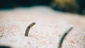 Underwater Garden Eels Sticking Their Head Out Of Sand