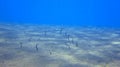 Underwater Garden Eels sticking their heads out of sand, Tulamben, Bali sea, Indonesia. Sea eels underwater, sea snakes, wild