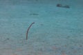 Underwater garden eels sticking their heads out of sand