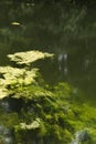 Underwater Garden Lake With Moss Growing To The Surface