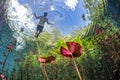 Underwater gardens and water plants in cenotes cave diving in Mexico Royalty Free Stock Photo