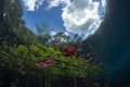 Underwater gardens and water plants in cenotes cave diving in Mexico Royalty Free Stock Photo