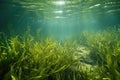 Underwater Grass, Long Seaweed in Dark River Water, Overgrown Stream with Algae, Grass Waving in Water