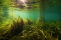 Underwater Grass, Long Seaweed in Dark River Water, Overgrown Stream with Algae, Grass Waving in Water