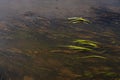 Underwater Grass, Long Seaweed in Dark River Water, Overgrown Stream with Algae, Grass Waving in Water Royalty Free Stock Photo