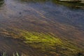 Underwater Grass, Long Seaweed in Dark River Water, Overgrown Stream with Algae, Grass Waving in Water Royalty Free Stock Photo