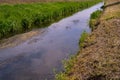 Underwater Grass, Long Seaweed in Dark River Water, Overgrown Stream with Algae, Grass Waving in Water Royalty Free Stock Photo