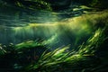 Underwater Grass, Long Seaweed in Dark River Water, Overgrown Stream with Algae, Grass Waving in Water Royalty Free Stock Photo