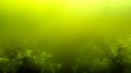 Underwater Green Algae Landscape: Aquatic Flora In Murky Water Royalty Free Stock Photo