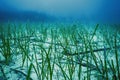 Underwater Green Sea Grass, Sea Grass Underwater Royalty Free Stock Photo