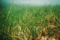 Underwater Green Sea Grass, Sea Grass Underwater Royalty Free Stock Photo