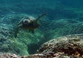 Underwater Green Sea Turtle Royalty Free Stock Photo