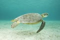 Underwater Green Sea Turtle Royalty Free Stock Photo