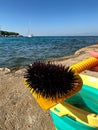 Underwater hedgehog with sharp spines. Sea urchin against the backdrop of the Adriatic Sea. Sea creature on the sea coast