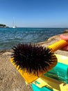 Underwater hedgehog with sharp spines. Sea urchin against the backdrop of the Adriatic Sea. Sea creature on the sea coast