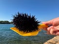 Underwater hedgehog with sharp spines. Sea urchin against the backdrop of the Adriatic Sea. Sea creature on the sea coast