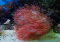 underwater image of an Actiniaria - Sea Anemone