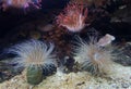 underwater image of an Actiniaria - Sea Anemone