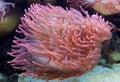 underwater image of an Actiniaria - Sea Anemone