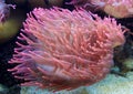 underwater image of an Actiniaria - Sea Anemone