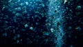 Underwater image of air bubbles floating in the aquarium with big school of fishes