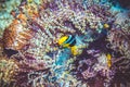 Underwater image of clown fish Royalty Free Stock Photo