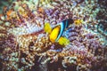 Underwater image of clown fish Royalty Free Stock Photo