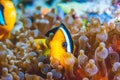 Underwater image of clown fish Royalty Free Stock Photo