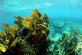 Underwater image of coral reef with a man spearfishing