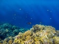 Underwater image of coral reef and tropical fishes