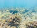 Underwater image of coral reef and tropical fishes