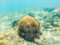 Underwater image of coral reef and tropical fishes