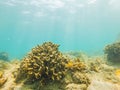 Underwater image of coral reef and tropical fishes Royalty Free Stock Photo