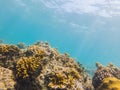 Underwater image of coral reef and tropical fishes Royalty Free Stock Photo