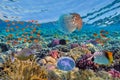 Underwater image of coral reef and tropical fishes Royalty Free Stock Photo