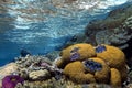 Underwater image of coral reef and tropical fishes Royalty Free Stock Photo