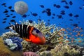 Underwater image of coral reef and tropical fishes Royalty Free Stock Photo