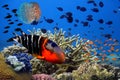 Underwater image of coral reef and tropical fishes Royalty Free Stock Photo