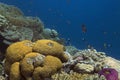 Underwater image of coral reef and tropical fishes Royalty Free Stock Photo