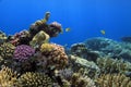 Underwater image of coral reef and tropical fishes Royalty Free Stock Photo