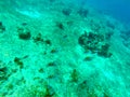 Underwater image of a coral sector with fish Royalty Free Stock Photo