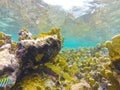 Underwater image of a coral sector with fish Royalty Free Stock Photo