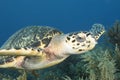 Underwater image of green sea turtle Royalty Free Stock Photo