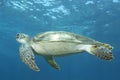 Underwater image of green sea turtle